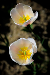 White tulip, very closeup