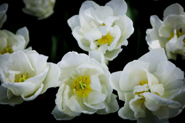 Closeup of yellow tulips