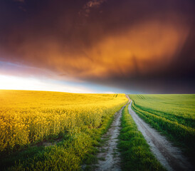 Obraz premium Dramatic summer meadow with yellow rapeseed at sundown.