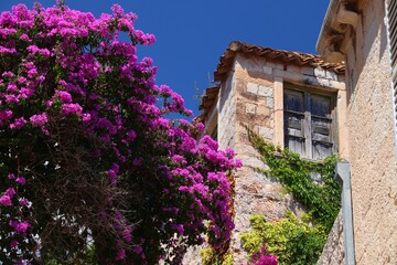 Dubrovnik, Croatia. Bougainvillea flowers in Medieval Old Town. UNESCO World Heritage Site.