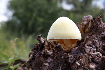 Tree mushrooms. Silky edible plate mushroom Volvariella bombycina growing on dead rotten wood. A rare species of fungus growing in deciduous forests.