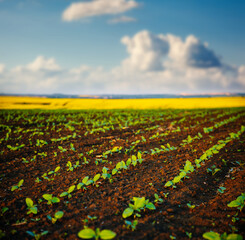 Fototapety na wymiar - Fototapeta24.pl