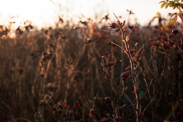 a briar bush in the autumn at the sunset