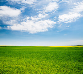 Obraz premium Bright green field and perfect blue sky.
