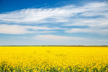 Fototapeta premium Bright yellow canola field and blue sky on a sunny day.