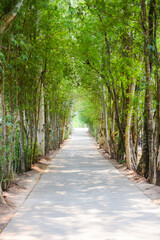 Fototapeta premium Tree tunnel road. Road through tree tunnel, Tree tunnel road view