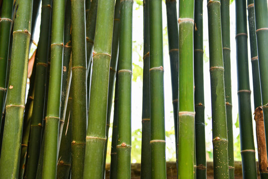 Fresh bamboo tree in the jungle bamboo forest