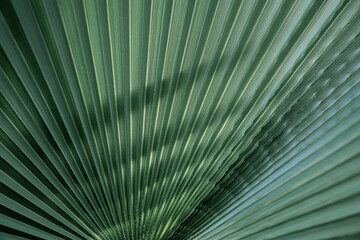 Close up of textural green leaves of palm tree. - Powered by Adobe