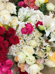 muitas flores