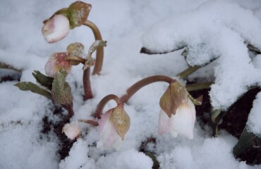 Hellebores buds under snow in early spring garden