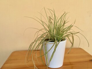 Ornamental ribbon grass variegated in a white ceramic pot 