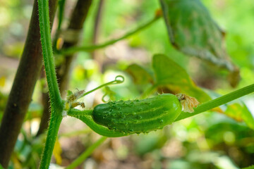 Young cucumber in the garden. Home cultivation.