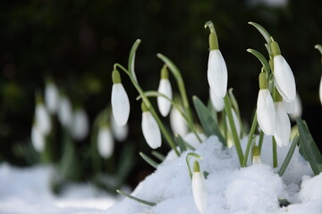 Early spring garden in snow with snowdrops