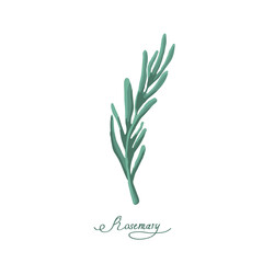 Rosemary spice on a white background is isolated. Rosemary herb with 