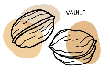 Walnut set. Hand drawn vector nut and walnut text. Doodle Sketch with colored spots. Organic, fresh cooking, healthy diet ingredient. Walnut Icon set. For label template, packaging, farm market emblem