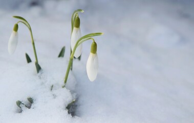 Snowdrops flowers in snow for springtime background with copy space