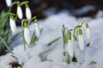 Snowdrops in snowy garden