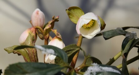 Fototapeta na wymiar Hellebores flowers in early spring