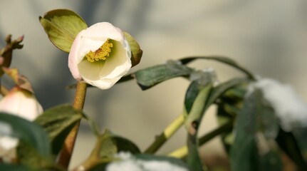 Fototapeta na wymiar Hellebores flower close up in early spring