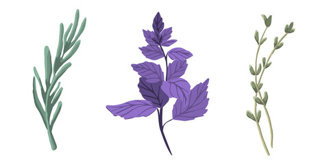 Set of herbs: rosemary, basil, thyme. Collection of vector spice on a white background