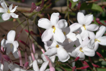 Close-up of a wonderful plant of jasmine