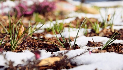 Background of early spring garden, flowers and snow