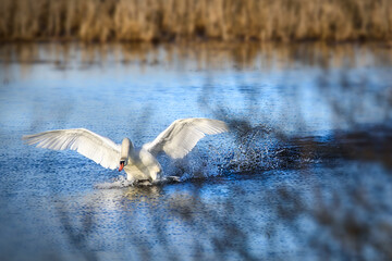 Łabędź, ptaki wodne, startujący łabędź, skrzydła, woda, krople wody, wiosna, słoneczna pogoda, trawy, trzciny, biały, ptak, © Zena
