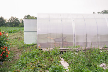 greenhouse with plants