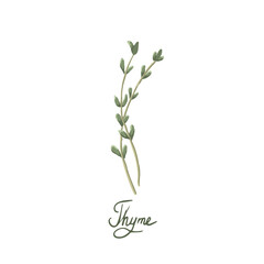 Thyme on a white background is isolated. Thyme spice can be used for kitchen decoration, food packaging design, herbs, textiles
