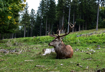 Hirsch im Wald