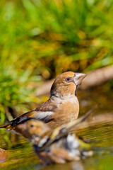 Hawfinch, Coccothraustes coccothraustes, Forest Pond, Mediterranean Forest, Castile and Leon, Spain, Europe