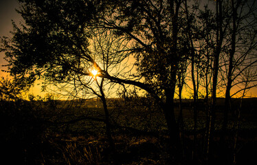 Fototapeta na wymiar Sonnenuntergang im Wald