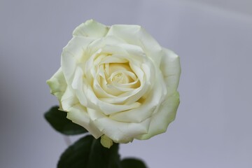 macro photography of a isolated white rose on a gray background, studio shoot