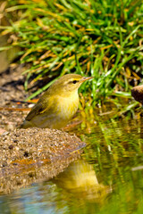 Willow Warbler, Phylloscopus trochilus, Forest Pond, Mediterranean Forest, Castile and Leon, Spain, Europe