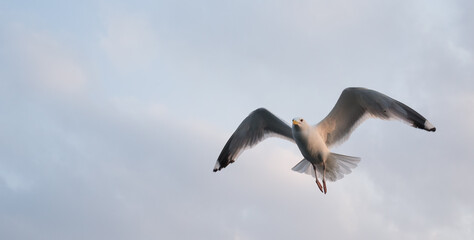 Seagull flying in the cloudy sky. Close-up. Copy space for text. Banner.