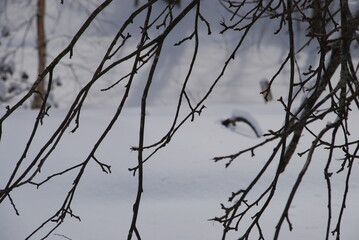 Branches of an apple tree without foliage and covered with snow. Winter nature The twisting thick and thin branches of the apple tree are partially covered with snow. There is snow all around on the g