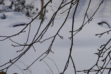 Fototapeta na wymiar Branches of an apple tree without foliage and covered with snow. Winter nature The twisting thick and thin branches of the apple tree are partially covered with snow. There is snow all around on the g
