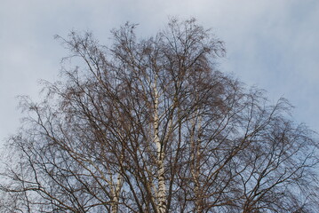 Fototapeta na wymiar Bare thin branches of a birch without leaves on a background of the sky. Branches of birch hectares against the background of the winter light blue sky with white clouds.