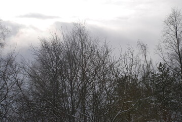 Bare thin branches of a birch without leaves on a background of the sky. Branches of birch hectares against the background of the winter light blue sky with white clouds.