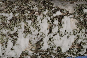 Birch tree trunk texture covered with moss and snow. Winter day plan for the trunk of a birch. The trunk is white with black spots, green moss and white snow.