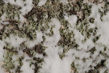 Birch tree trunk texture covered with moss and snow. Winter day plan for the trunk of a birch. The trunk is white with black spots, green moss and white snow.