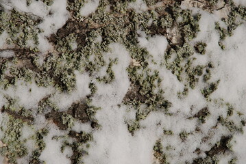Birch tree trunk texture covered with moss and snow. Winter day plan for the trunk of a birch. The...