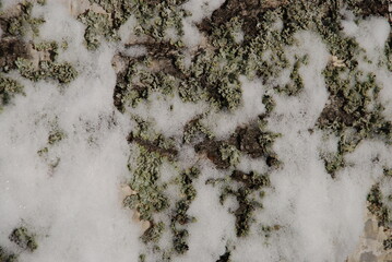 Birch tree trunk texture covered with moss and snow. Winter day plan for the trunk of a birch. The trunk is white with black spots, green moss and white snow.