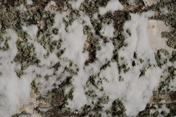 Birch tree trunk texture covered with moss and snow. Winter day plan for the trunk of a birch. The trunk is white with black spots, green moss and white snow.