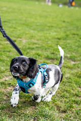 Puppies and dogs playing in the park 