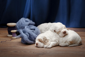 Fototapeta na wymiar two puppies sleeping together. newborn dog clumber spaniel indoors
