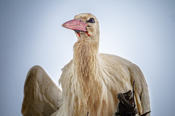 Portrait of stork staring down from its nest