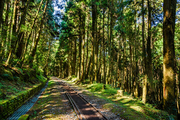 The old forest railway section of Alishan Forest Recreation Area in Chiayi, Taiwan, but is now obsolete and unable to operate
