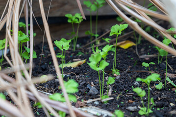 parsley growing from rich black soil