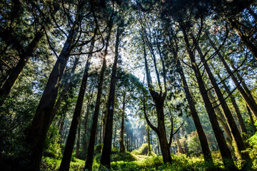 Beautiful green forest in the Alishan Forest Recreation Area in Chiayi, Taiwan.